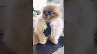 Bond, Pomeranian Bond | DAN-STAR-KOM DIVERSANT