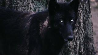 The Rise Of The Black Wolf