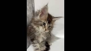Female Bravo Gentle Max##color fs2209##born December 05/24##info pm️️️️