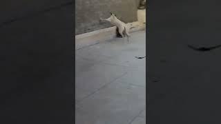 Moves like Oat 