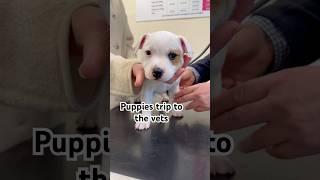 Brave Staffy Puppies’ First Vet Visit! 🩺