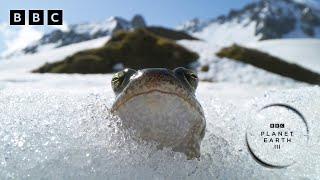 Frog skis down slope to find love in the French Alps   | Planet Earth III - BBC