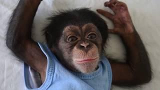 Newborn chimpanzee, puma and mangobey