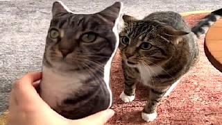 100% cats moments