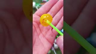 Chupa Chups Glitter ASMR #shorts #candy #chupachups