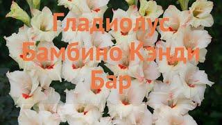 Гладиолус бамбино Кэнди Бар (gladiolus bambino)  обзор: как сажать, луковицы гладиолуса Кэнди Бар