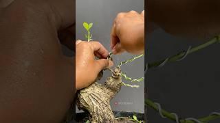 The beginning of making bonsai