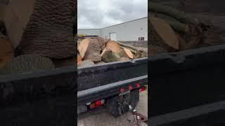 Free Tree Service Score‼️ #firewood #free