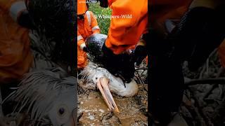 Giant snail clings to pelican urgent wildlife rescue #animalrescue  #wildlife