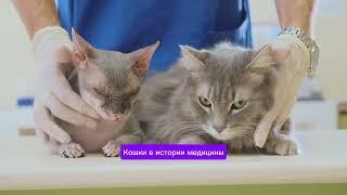 Кошки тайные целители