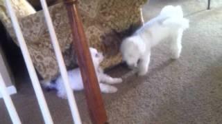 Two Bichon Frises playing