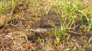 Orlando Airboat Rides at Wild Florida