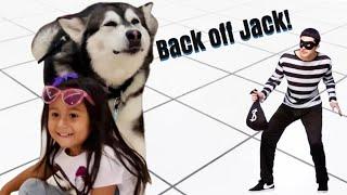 Malamute Protects Local Children at the Mall from a Stranger | His Bad Memories Resurface