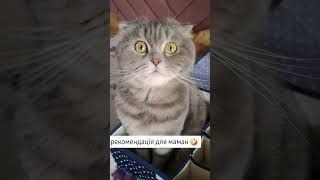 Рекомендасьйон для маманчиків #рек #вислоушка #funny #cat #смешноевидео