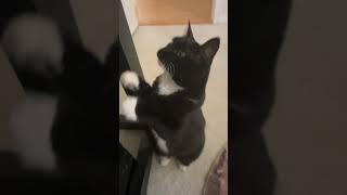 #bella #cat #music #catentertainment #beatles #helterskelter