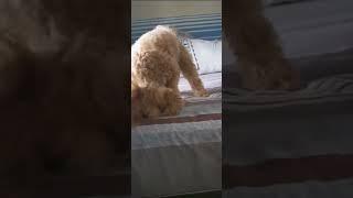 Dancing Dog(Funny Videos) Dog sitting