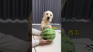 Dogs are not a joke, you must be calm. Cute pets have become sperm. Fantastic animals