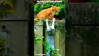 Best New cats and dogs videos try not to laugh  #shorts #cat #dog