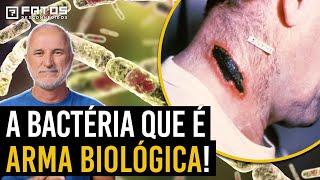 Anthrax: a arma biológica perfeita da natureza