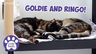 Goldie And Ringo Are Laying Together On The Bunk Bed! Bonded Cats Love With Each Other