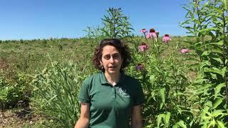 Introducing Amara Dunn, NYSIPM's BioControl Specialist