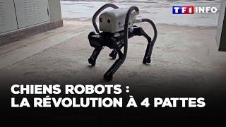 Chiens robots : la révolution à 4 pattes