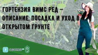 Гортензия Вимс Ред — описание, посадка и уход в открытом грунте