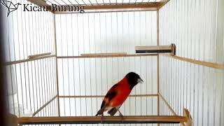 Red Siskin Gacor Ngerol Durasi Panjang, Volume Ok