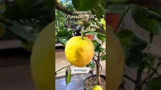 Лимон Linario 435 -  #цитрусовые #комнатныерастения #цитрусмикс #обзоррастений