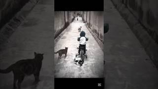 Cats protection ️