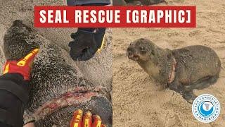 [GRAPHIC] Small Seal with DEEP CUT rescued