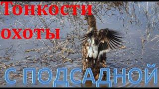 Тонкости охоты с подсадной. Вызаривание уток. The subtleties of hunting with a decoy. Brooding ducks