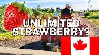 Handpicked Strawberry for home (Farms in Canada) AMAZING EXPERIENCE!!!|| Luvraj Tyagi || Canada