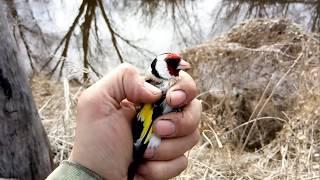 Сеть для ловли птиц с АлиЭкспресс