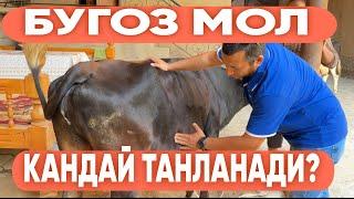 БУГОЗ МОЛ ҚАНДАЙ ТАНЛАНАДИ??? #молбокиш #молбозор #мол #2024 #romavetuz