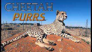 James The Cheetah PURRS For The Camera CLOSE UP | Retired Breeder Loves People Encounters ASMR