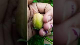 Flower Growing#hibsicus#homegarden#happiness#viralreels#ytshortsvideo2024