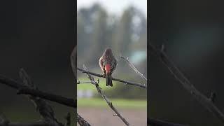 Male house finch at boundary bay Friday 1 October 2021 #short #shorts #birds #finch #red #wild