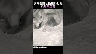 クマを餌と勘違いしたハリネズミ