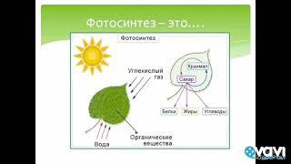 Фотосинтез. Биология в стихах 6 класс.