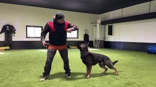 Intense IGP Dog Sport Training with Staatsmacht