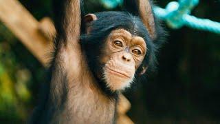 Baby Chimps Learn How To Climb | BBC Earth