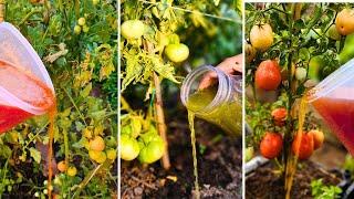 Tomatoes GROWING LIKE CRAZY After I Used This Liquid Gold Trick!