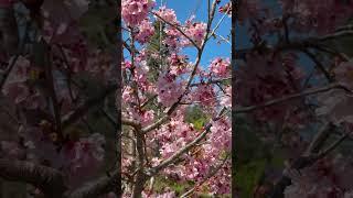 Cherry Blossoms in Bloom in San Diego