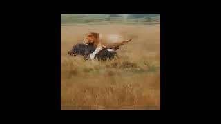ScarFace Lion King  African lion #wildlife #animals #scarface #nature