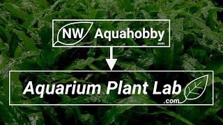 NW Aquahobby Is A Thing Of The Past... - (Important Updates!)