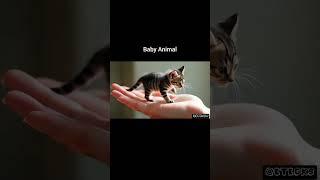 #babyanimal #videoAI #trendingshorts