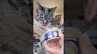 [kitty taste test] Tiki Cat Duck & Chicken Liver Paté #catfood #catlover #catcare