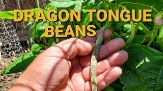 Growing Dragon Tongue Beans for the first time in my garden.