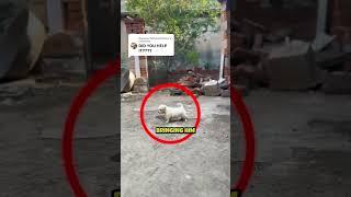 They abandoned him  #shorts #dog